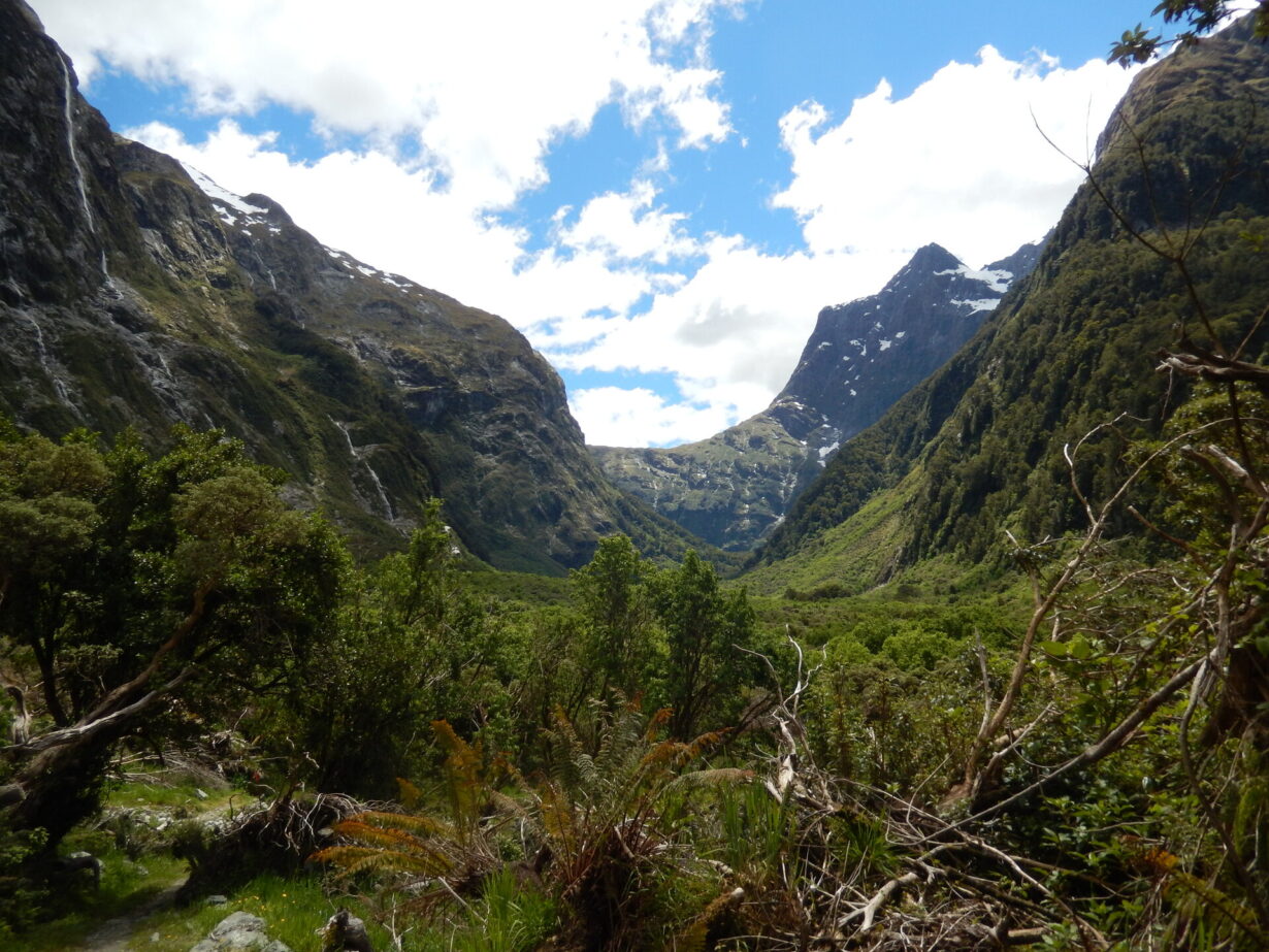 Milford Track Mackinnon Pass - เส้นทางเดินป่า Milford Track นิวซีแลนด์ วิวภูเขาและป่าดิบชื้น