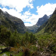 Milford Track Mackinnon Pass - เส้นทางเดินป่า Milford Track นิวซีแลนด์ วิวภูเขาและป่าดิบชื้น